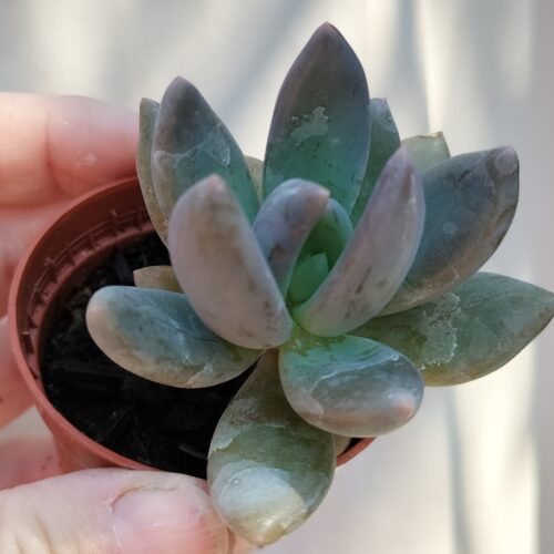 Echeveria Tolimanensis - Rooted Plant