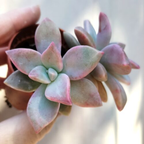 Graptopetalum Purple Haze Plant - Double Head Plant