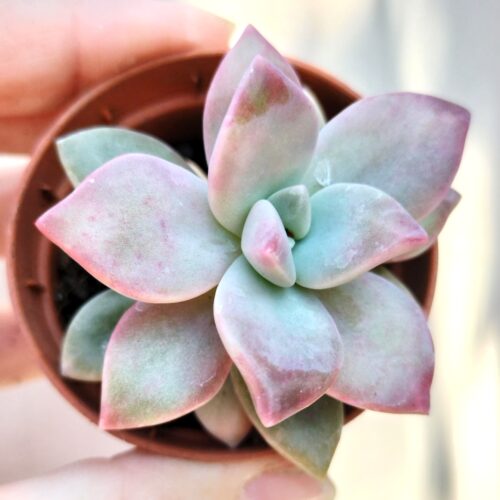 Graptopetalum Purple Haze Plant - RARE  SUCCULENT