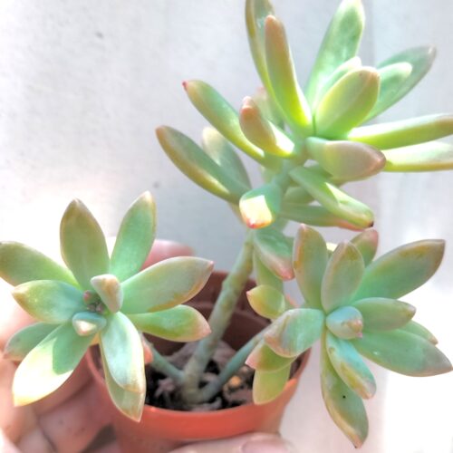 x Graptosedum Darley Sunshine - Francesco Baldi  - Rooted Cluster Plant.