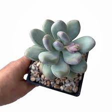 Pachyphytum Blue Haze - Leaf Cutting